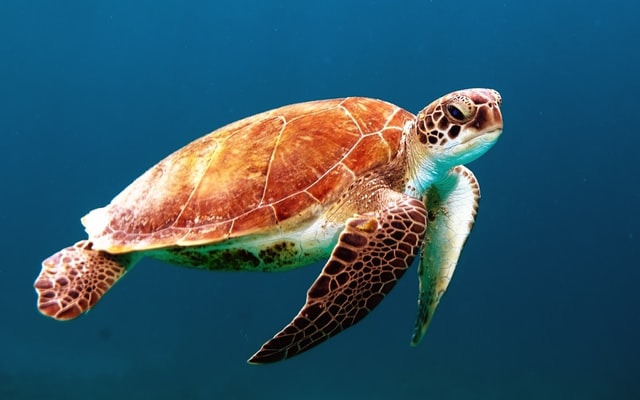 TurtleCoin la tortuga que le puede ganar a la libre